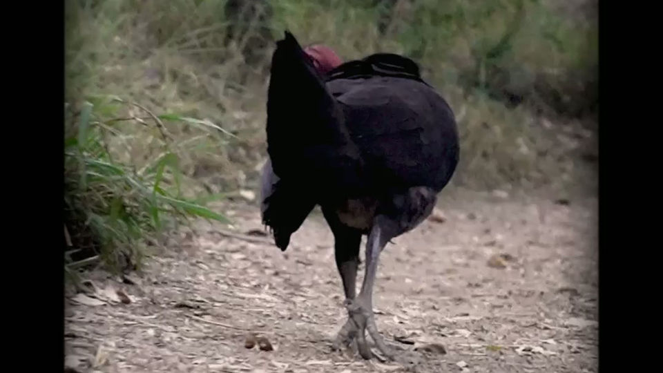 Australian Nature Bush Turkey Encounter Close Up bird WIldlife